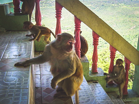 バガン　ポッパ山　タウン・カラッ　ミャンマー　猿