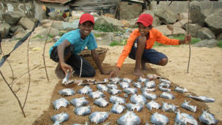 ニゴンボの魚市場と「リトル・ローマ」 | スリランカ旅行記【”We are Asian!!”と言ってくれた島国】