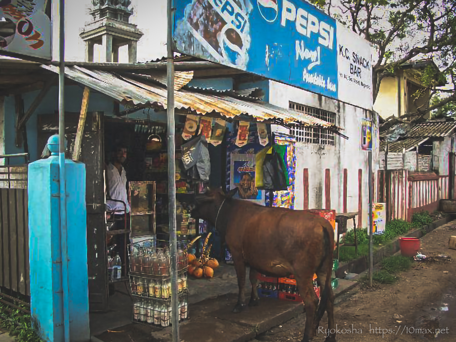スリランカ　ニゴンボ　市街地　牛