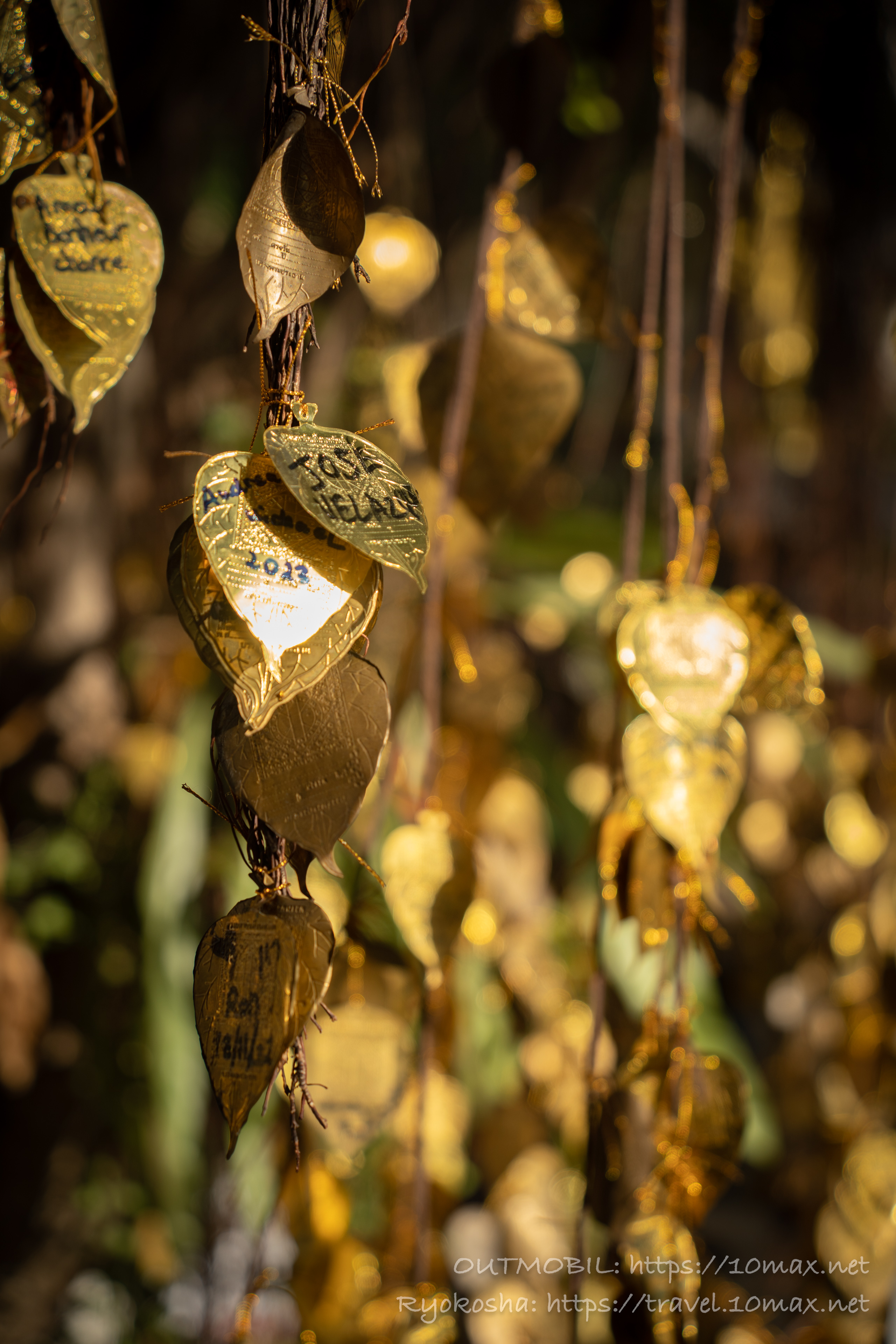 ワット・サケット（プーカオ・トーン）のガジュマルの木の金の小判