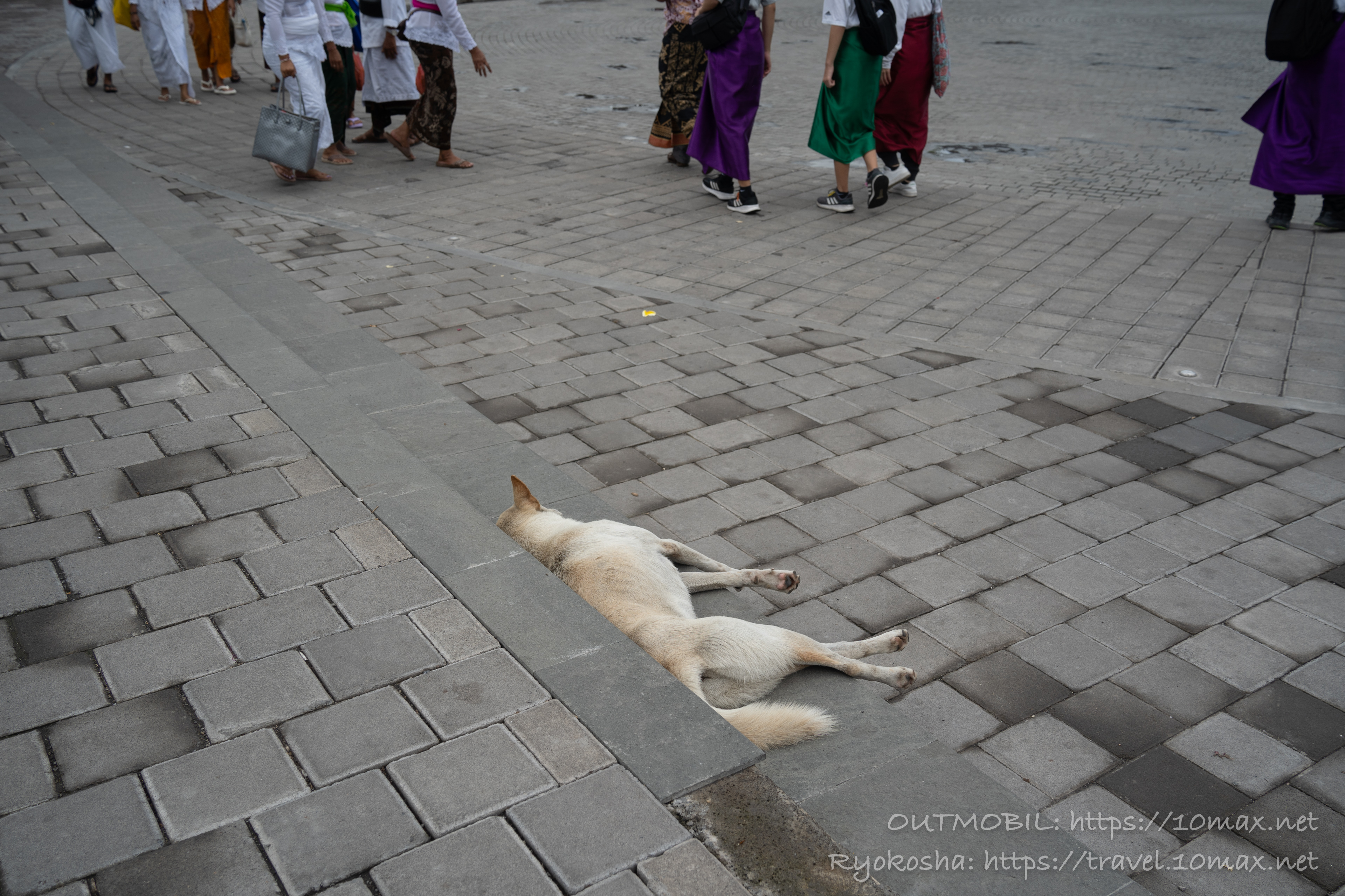 参道に寝ていた犬, ブサキ寺院, バリ島