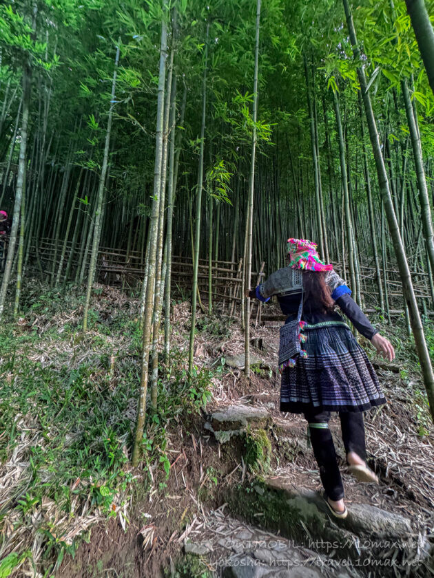 Púng Luông Bamboo Forest（プンルオン竹林）, ムーカンチャイ, ベトナム