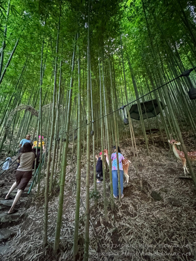 Púng Luông Bamboo Forest（プンルオン竹林）, ムーカンチャイ, ベトナム