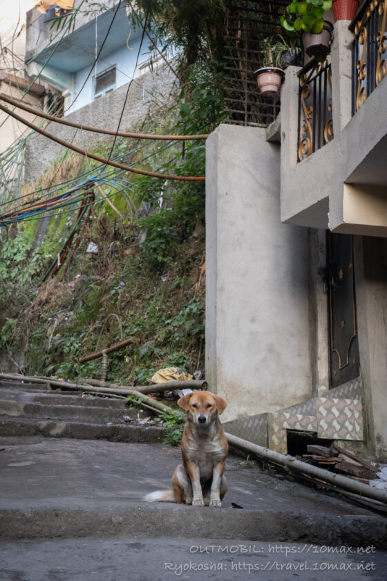 犬, ダージリン, インド