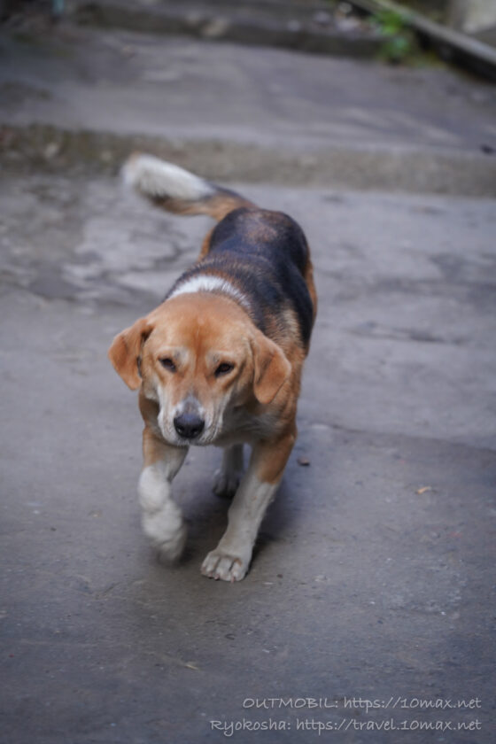 犬, ダージリン, インド
