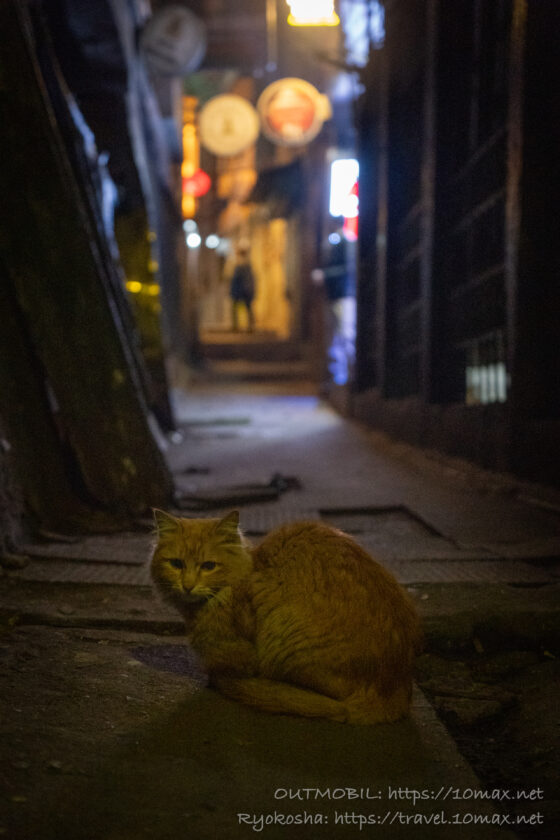 路地裏の猫, ダージリン, 街並み, 夕暮れ, インド