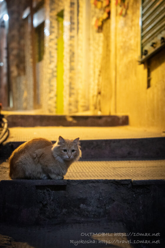 猫, 路地, ダージリン, インド