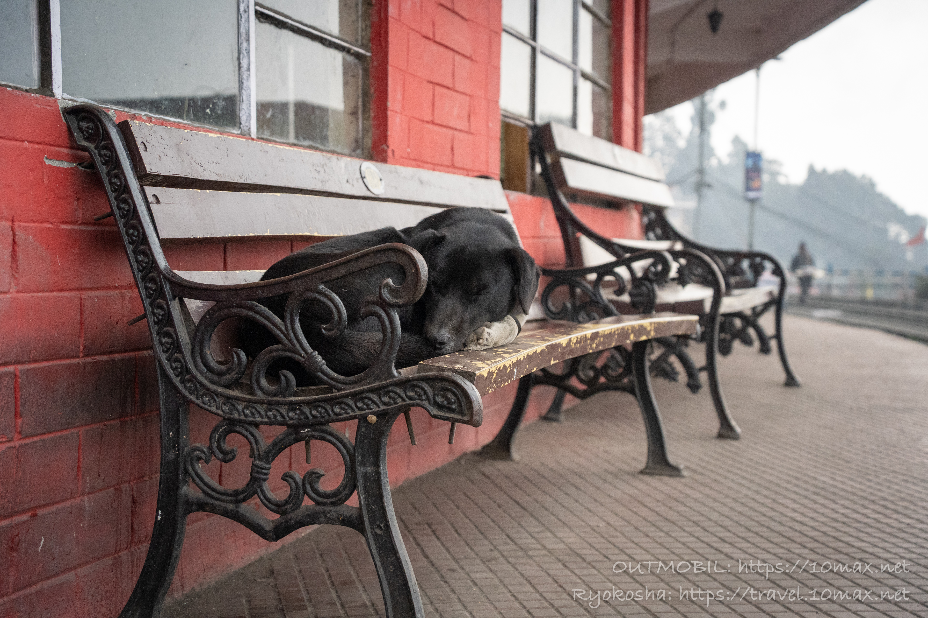 犬, 霧のダージリン駅, インド