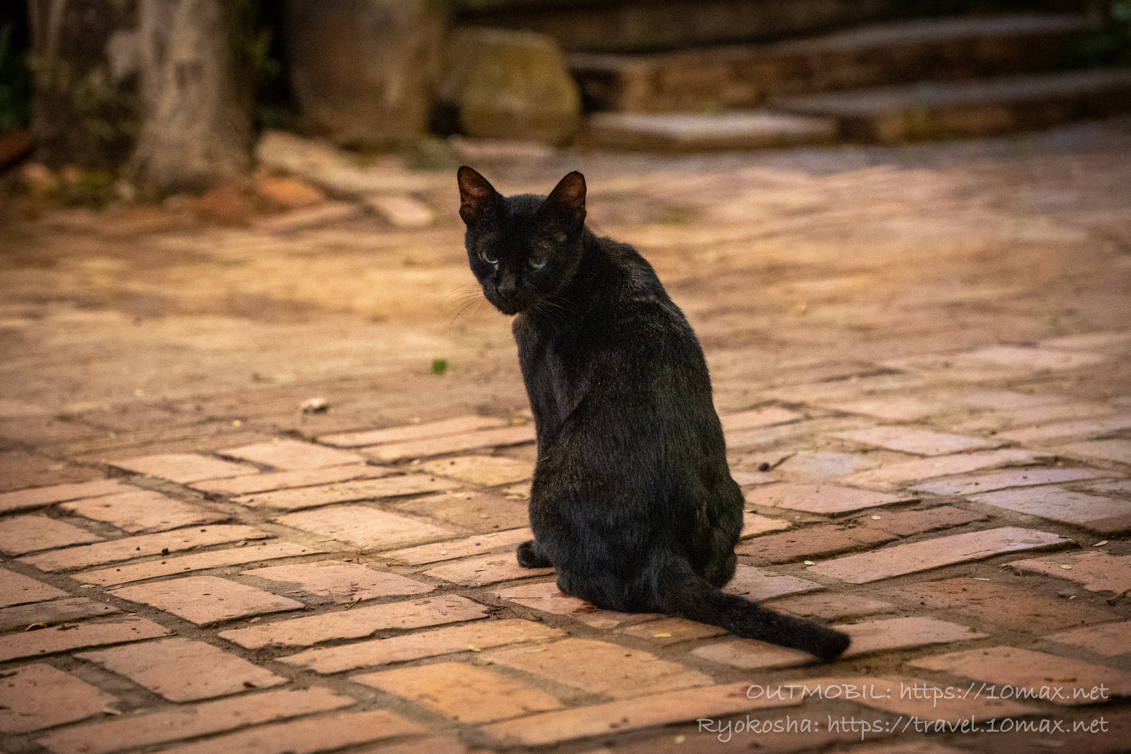 黒猫, ルアンパバーン, ラオス